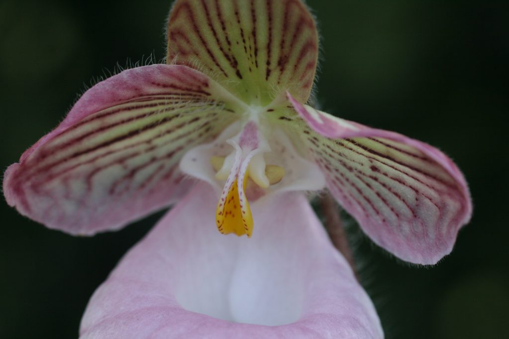 Paphiopedilum micranthum 4 (BN)