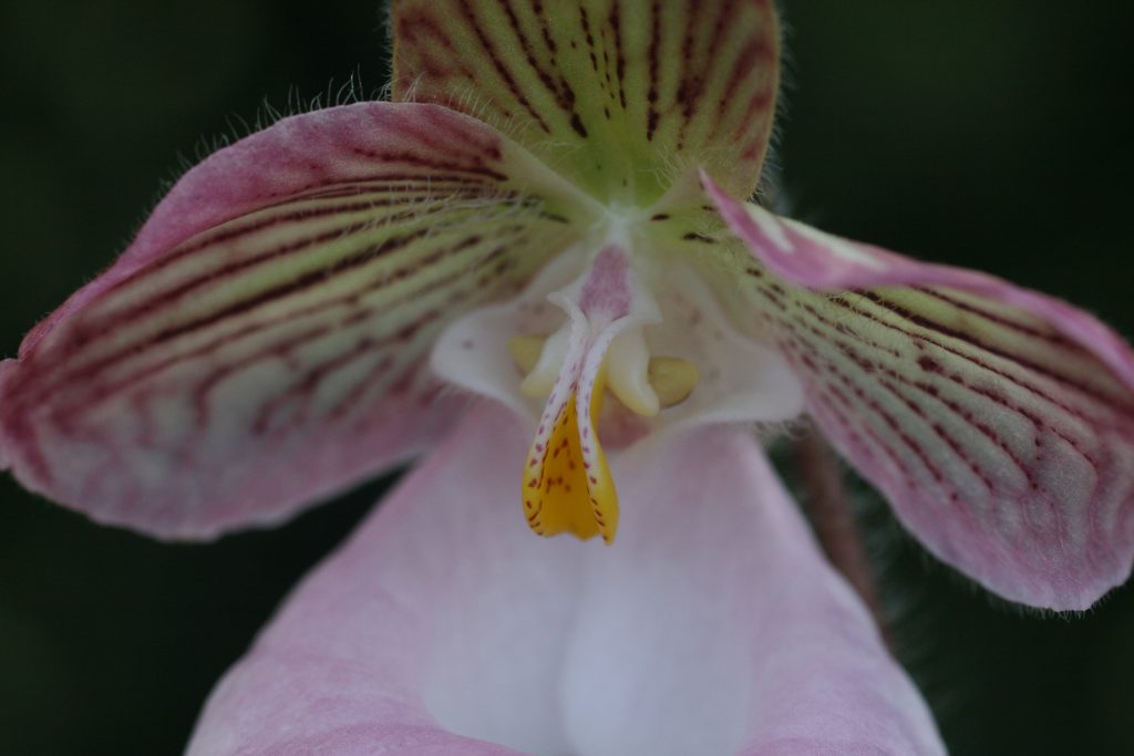 Paphiopedilum micranthum 5 (BN)