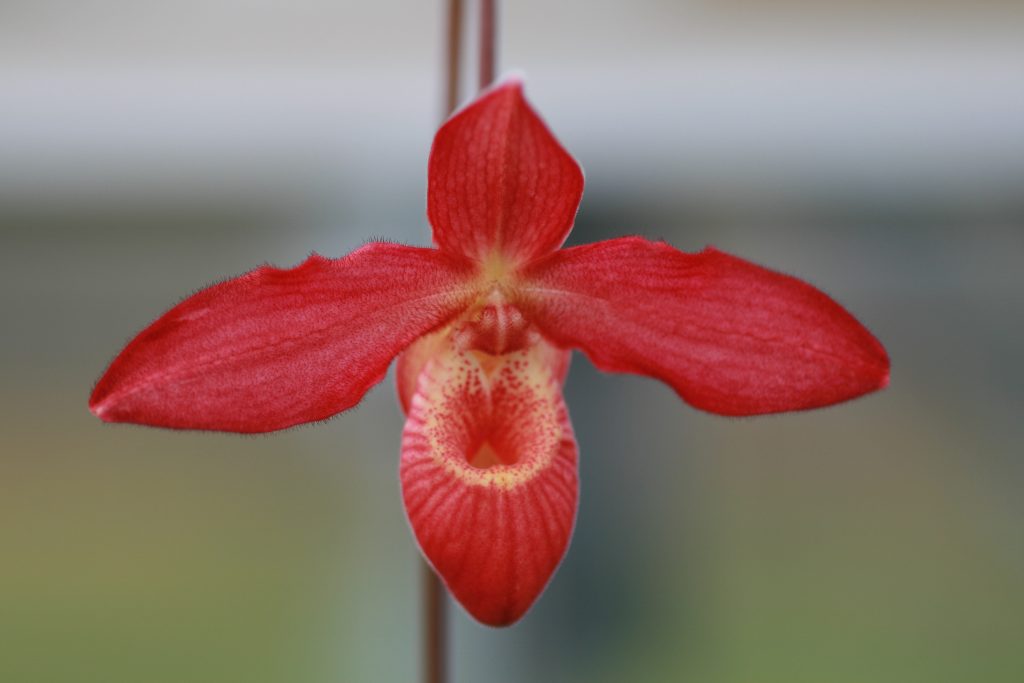 Phragmipedium Memoria Dick Clements #00414 1