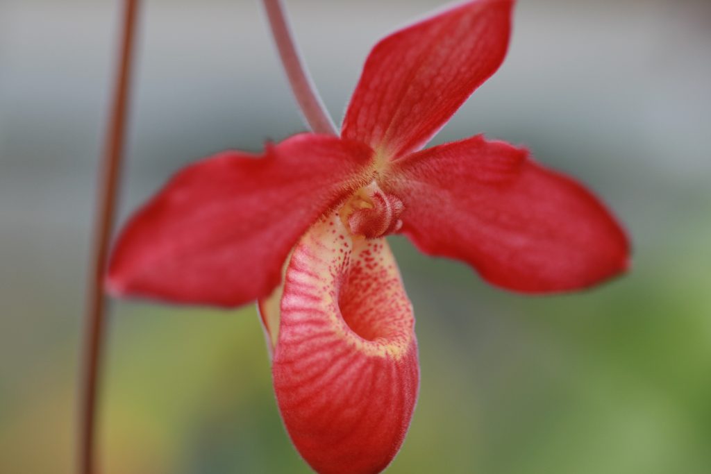 Phragmipedium Memoria Dick Clements #00414 2