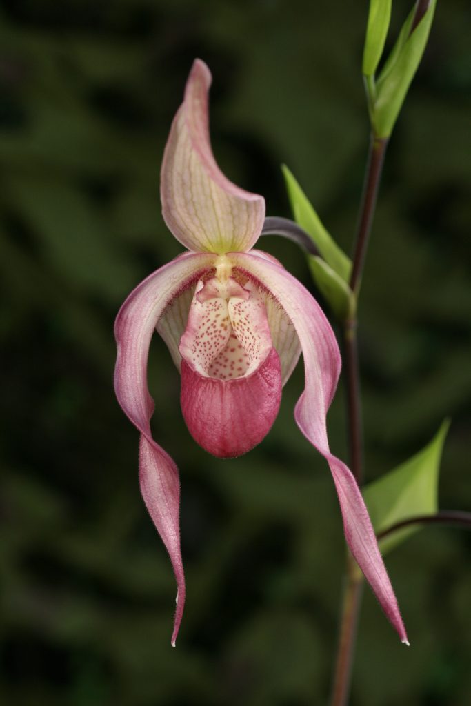 phragmipedium-schroederii-1-mb