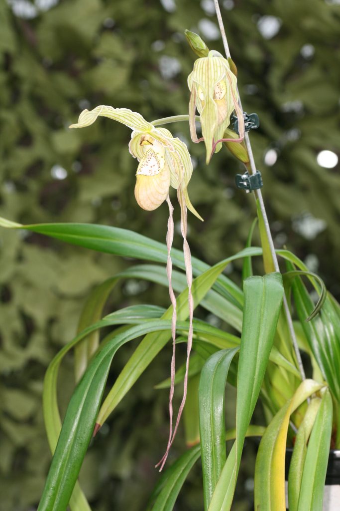 Phragmipedium pearcei x wallisii (OM) 1