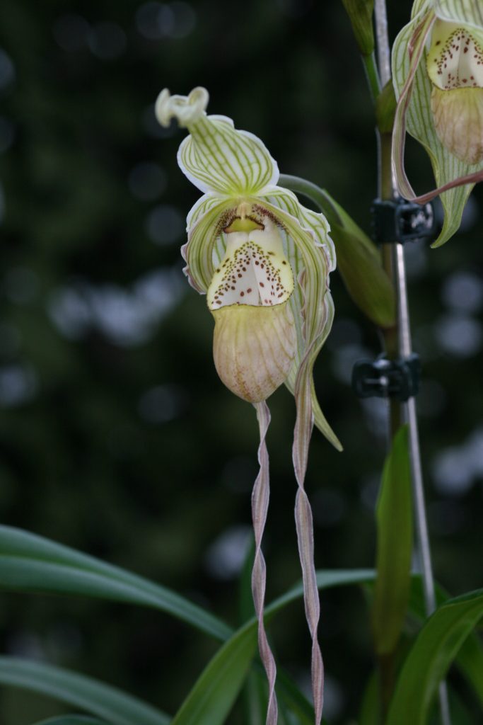 Phragmipedium pearcei x wallisii (OM) 2