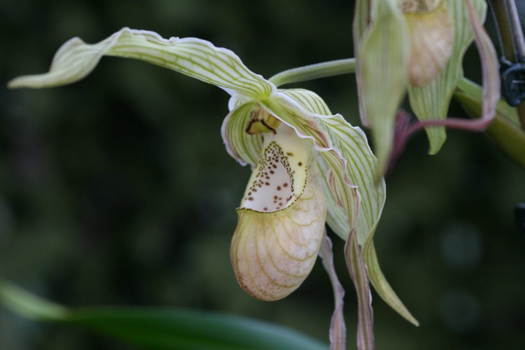 Phragmipedium pearcei x wallisii (OM) 4