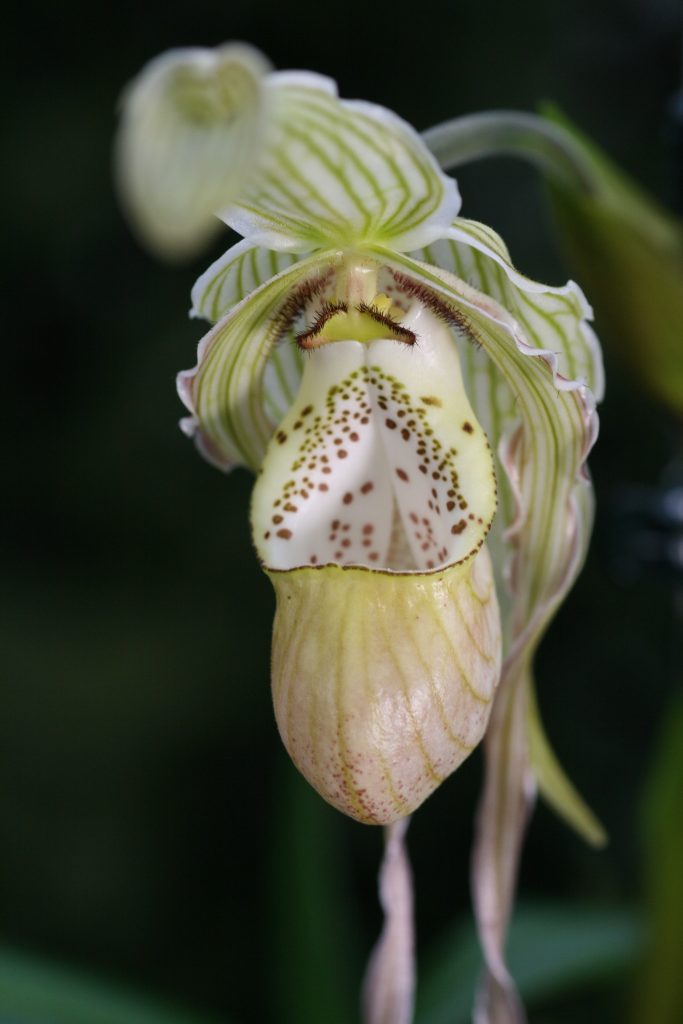 Phragmipedium pearcei x wallisii (OM) 5