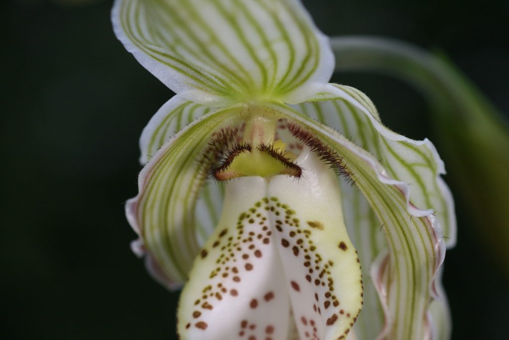 Phragmipedium pearcei x wallisii (OM) 7