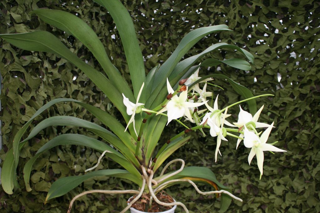 Angraecum Veitchii 1