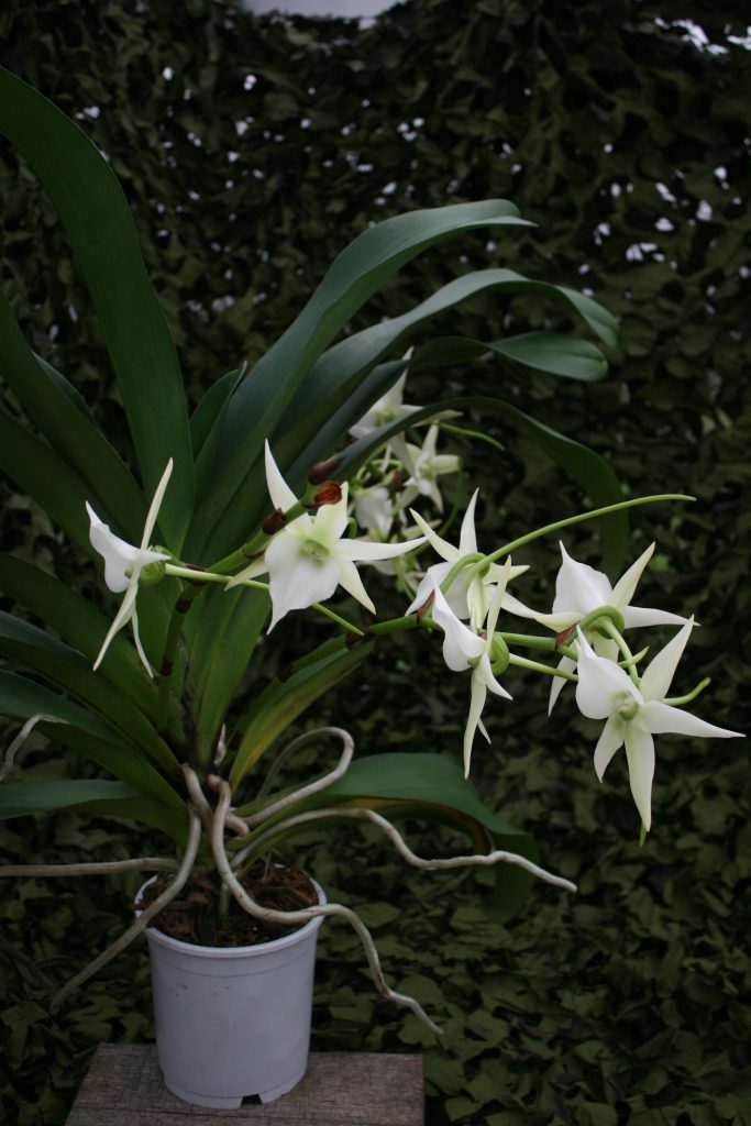 Angraecum Veitchii 2