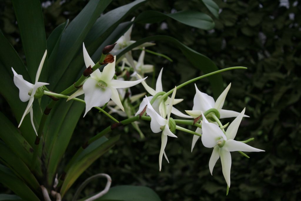 Angraecum Veitchii 3