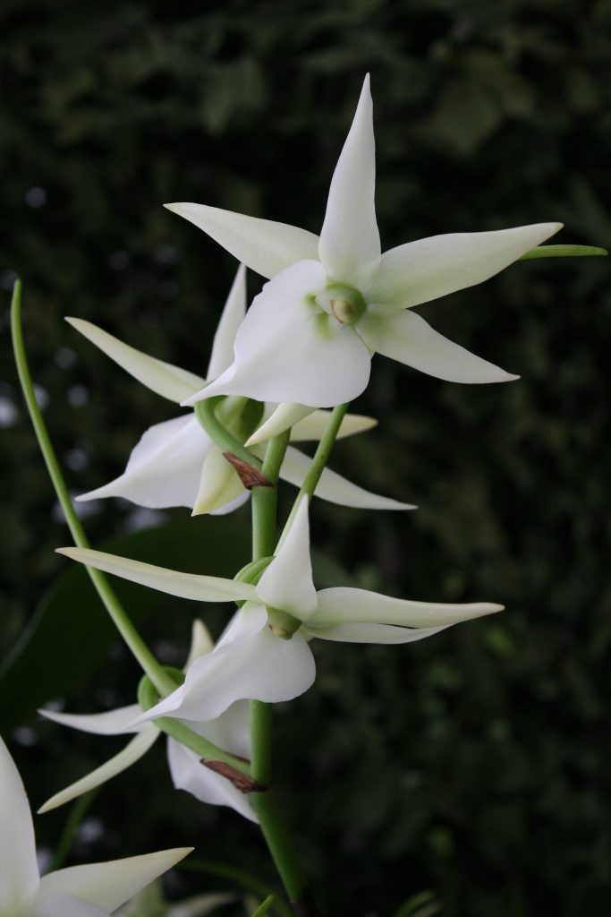 Angraecum Veitchii 4