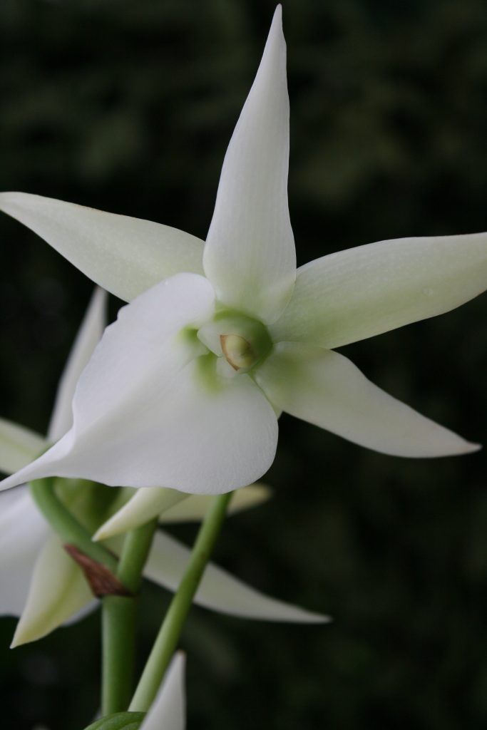 Angraecum Veitchii 6