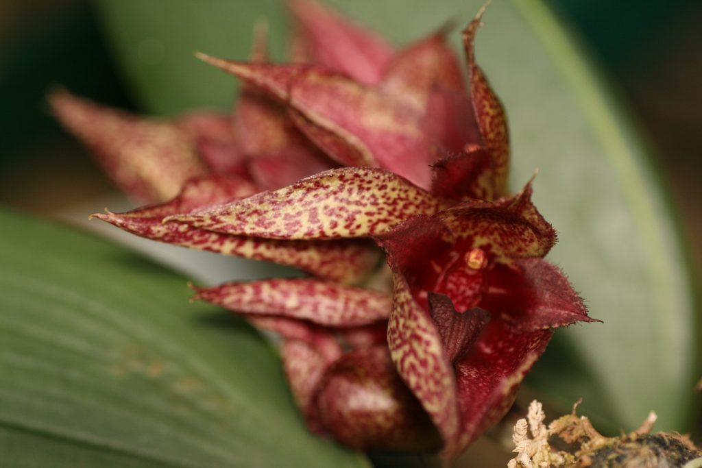 Bulbophyllum Frostii x Fletcheranium 3
