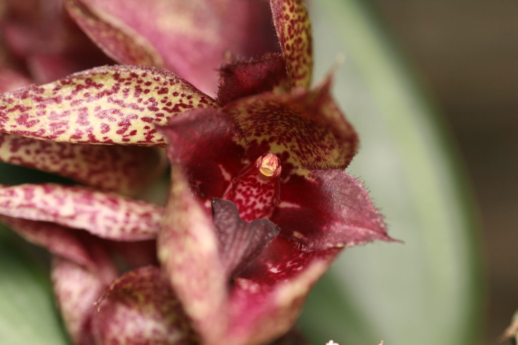 Bulbophyllum Frostii x Fletcheranium 4