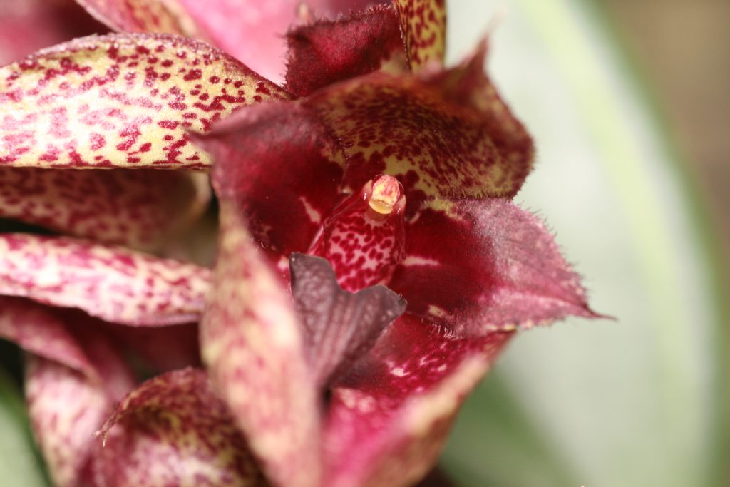 Bulbophyllum Frostii x Fletcheranium 5