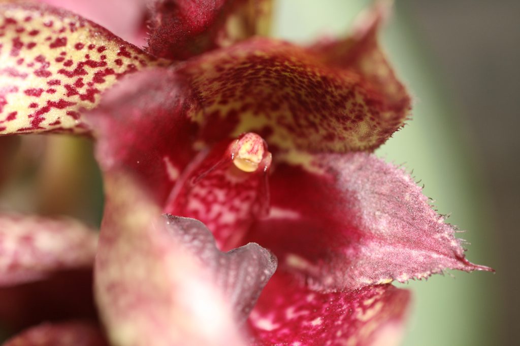 Bulbophyllum Frostii x Fletcheranium 6
