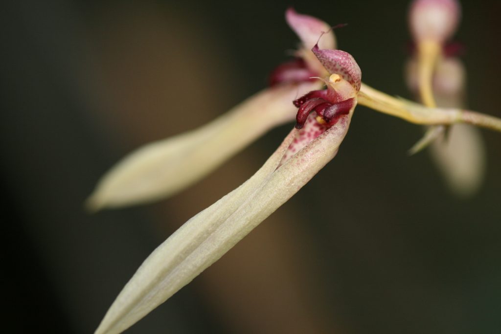 Bulbophyllum Trisetum 1