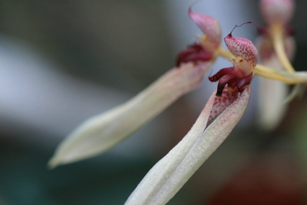 Bulbophyllum Trisetum 2