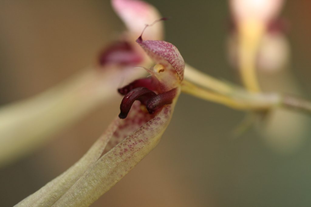 Bulbophyllum Trisetum 3