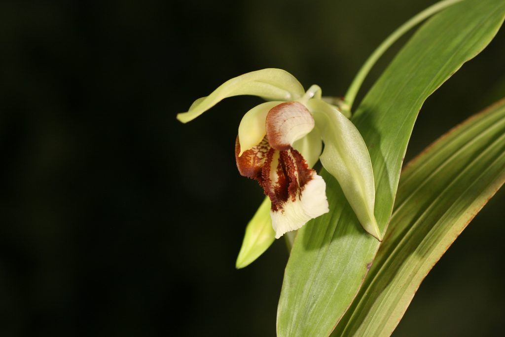 Coelogyne Neroli Cannon (fragrans x speciosa) 1