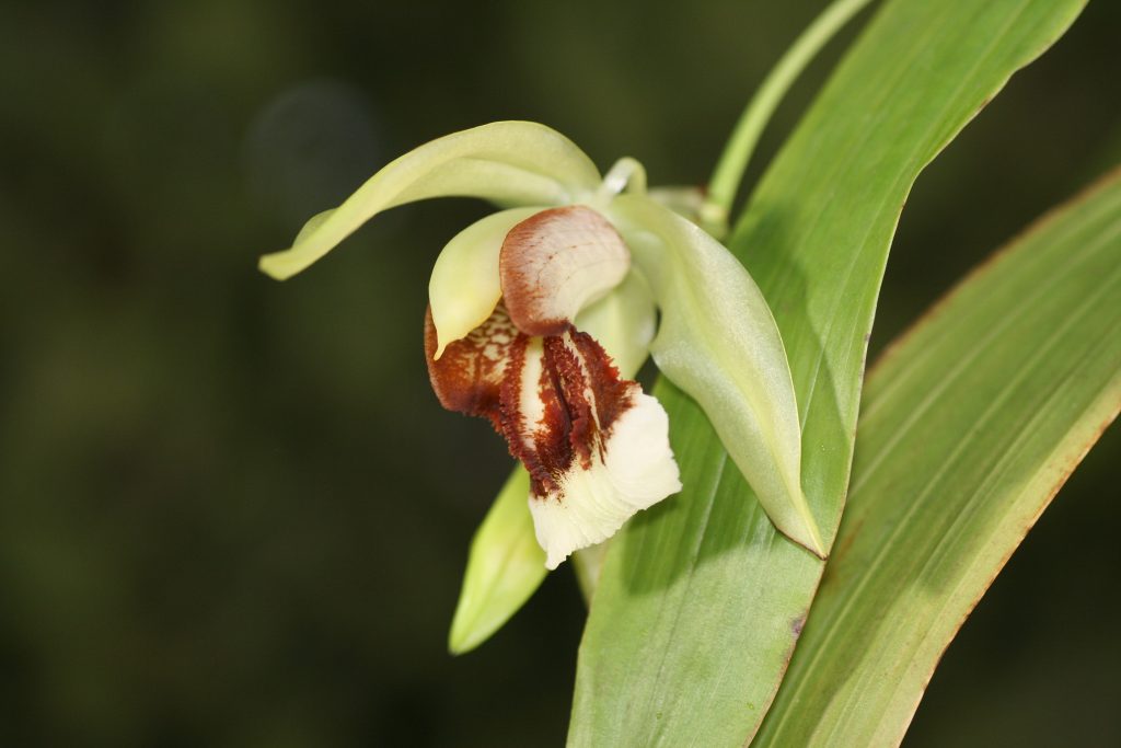 Coelogyne Neroli Cannon (fragrans x speciosa) 2