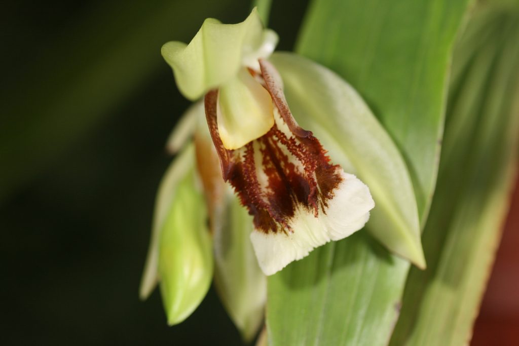 Coelogyne Neroli Cannon (fragrans x speciosa) 3