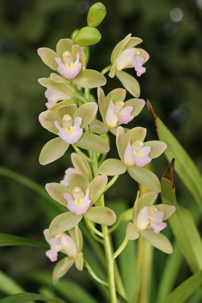 Cymbidium Sweetheart 'Spring Pearl' 1