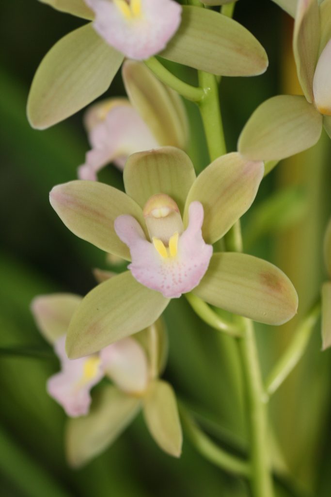 Cymbidium Sweetheart 'Spring Pearl' 2