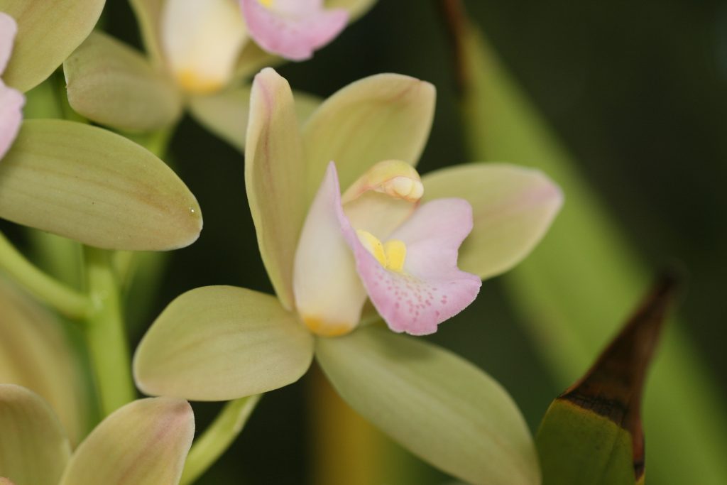 Cymbidium Sweetheart 'Spring Pearl' 3