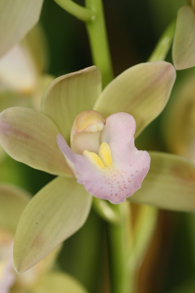 Cymbidium Sweetheart 'Spring Pearl' 4