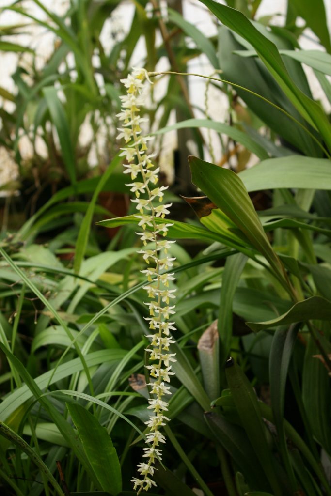 Dendrochilum Cobbianum 1