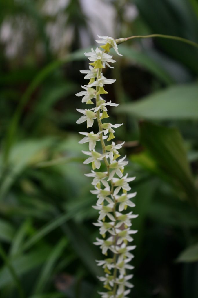 Dendrochilum Cobbianum 2