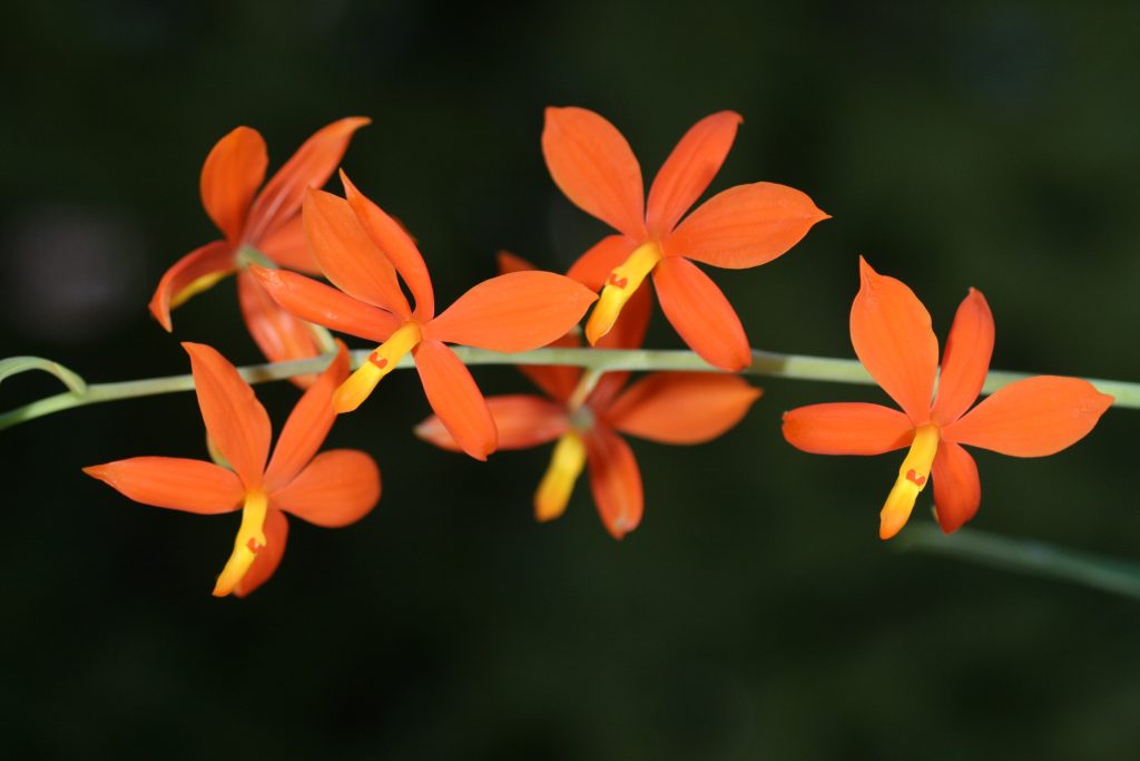 Encyclia vitellina 1