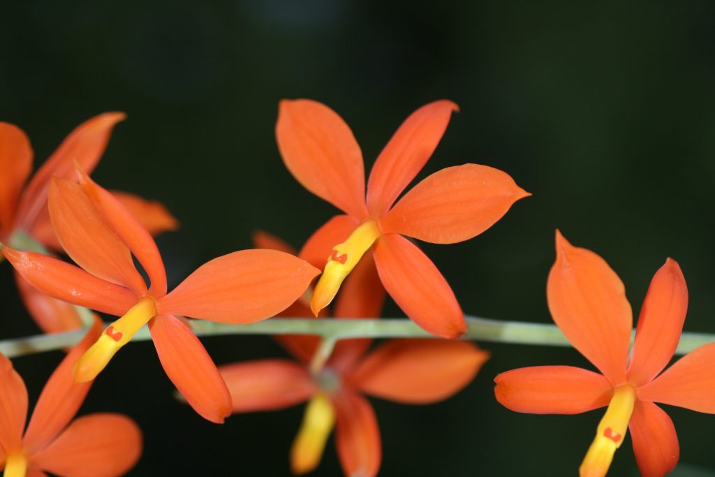 Encyclia vitellina 2