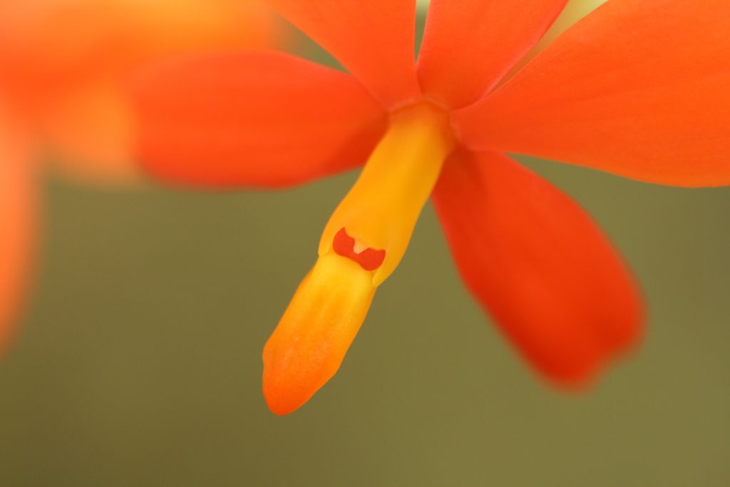 Encyclia vitellina 4