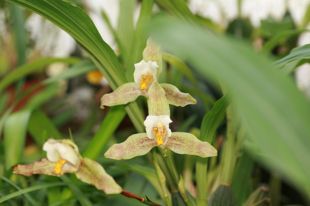 Lycaste Deppei 1