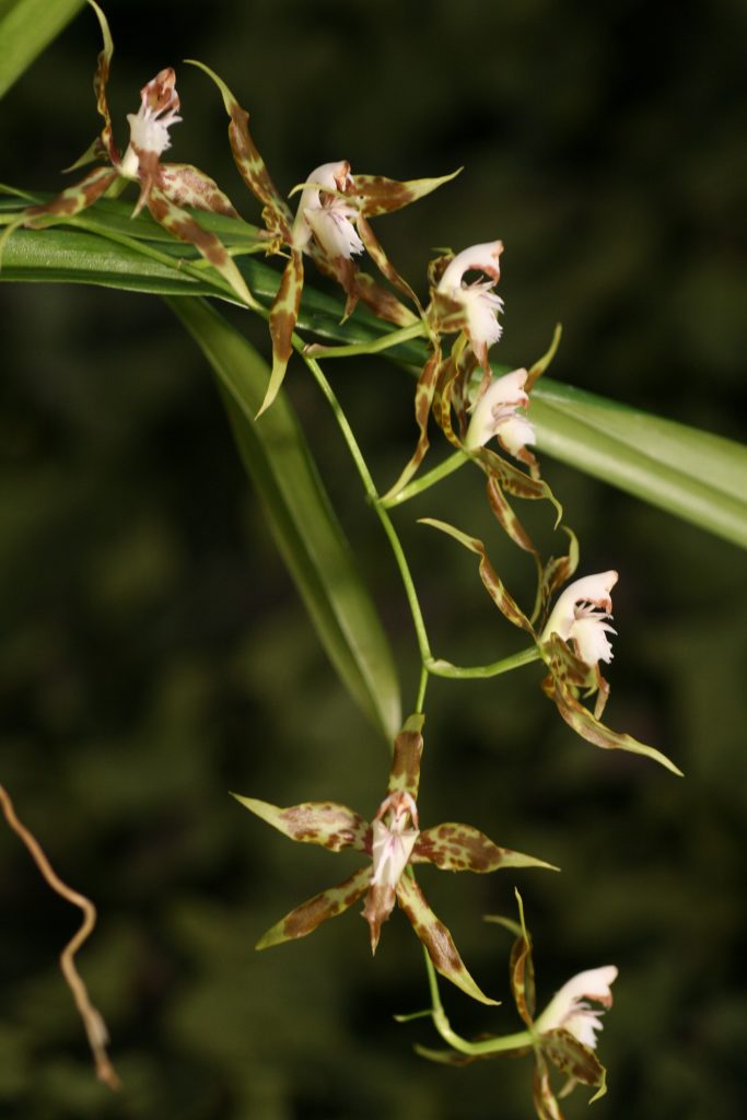 Odontoglossum cristatum 1