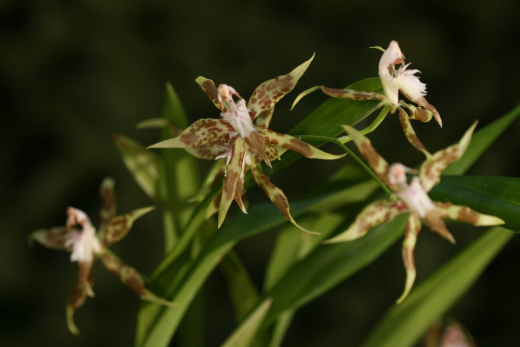 Odontoglossum cristatum 2