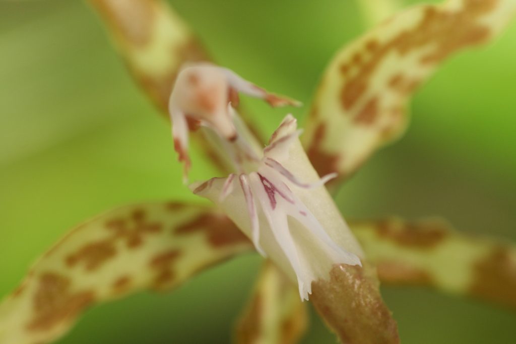 Odontoglossum cristatum 4