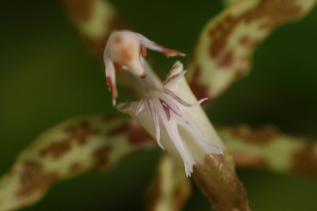 Odontoglossum cristatum 5