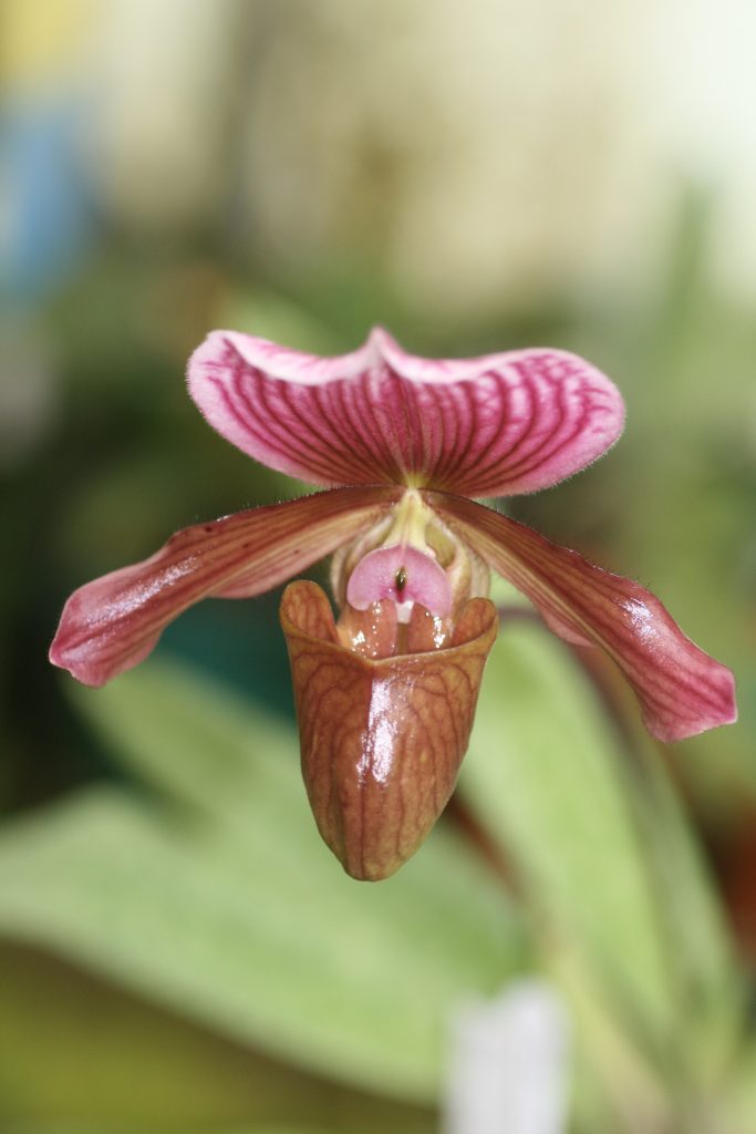 Paphiopedilum Charlesworthii 1