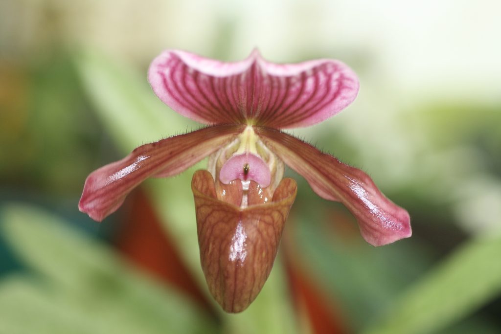 Paphiopedilum Charlesworthii 2