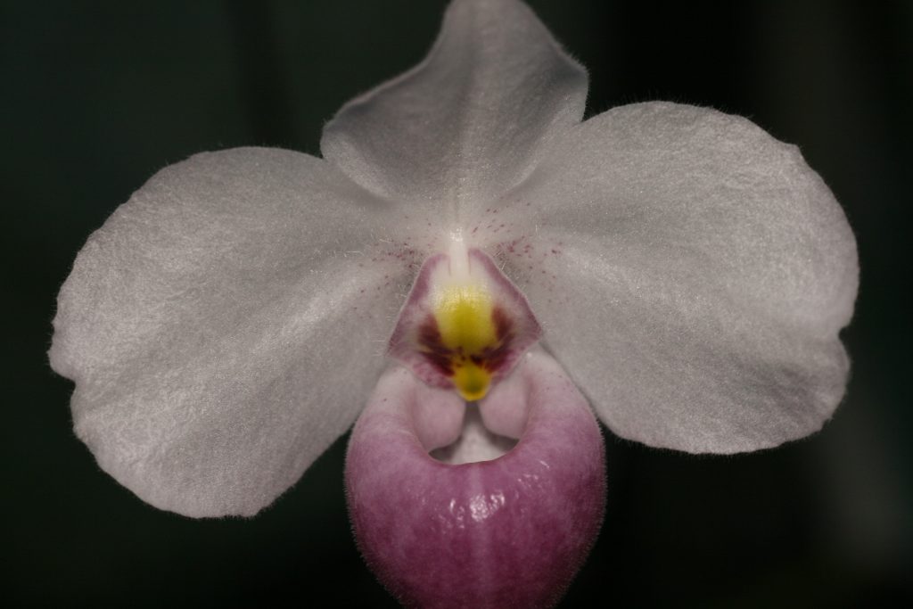 Paphiopedilum delenatii (OM) 2