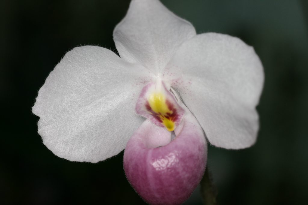 Paphiopedilum delenatii (OM) 3