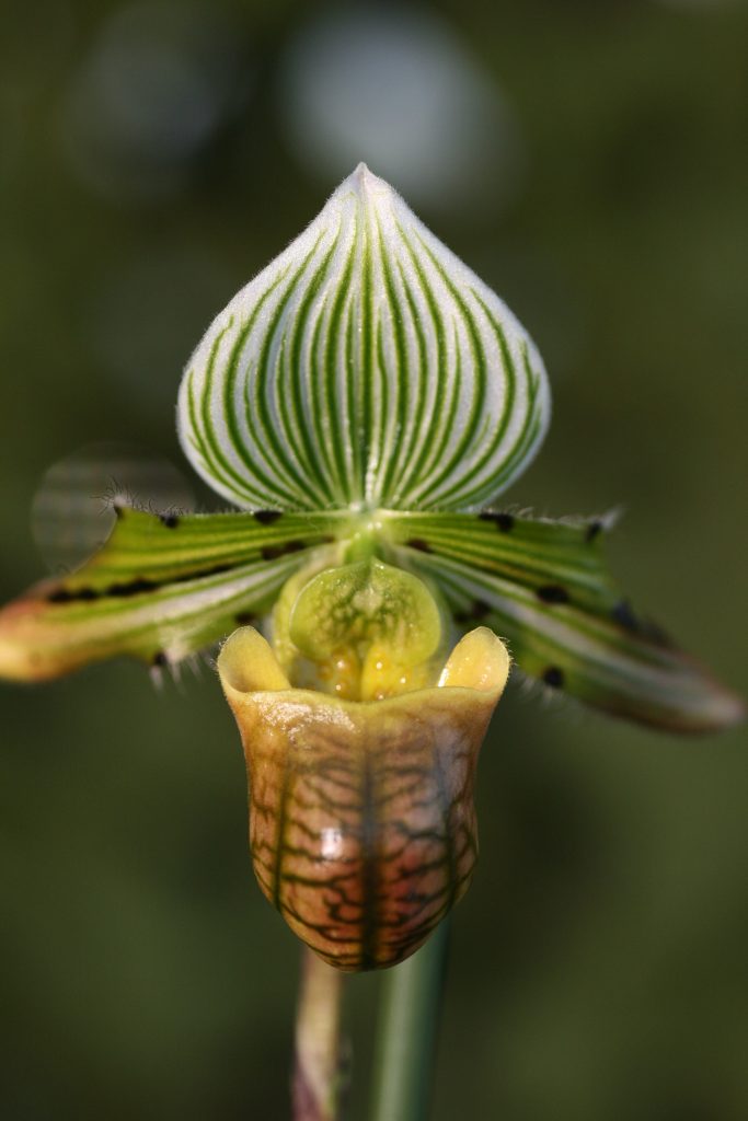 Paphiopedilum venustum (MM) 1