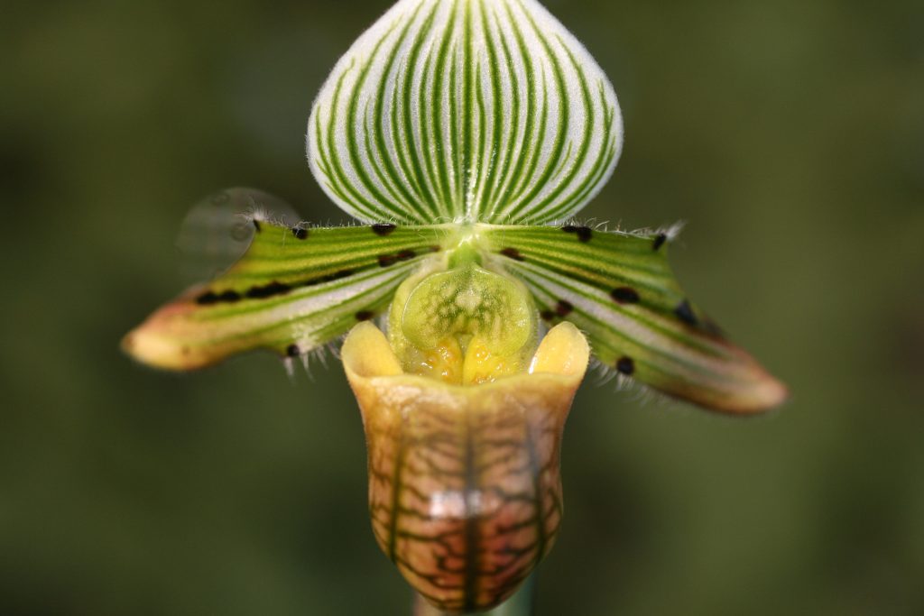 Paphiopedilum venustum (MM) 3