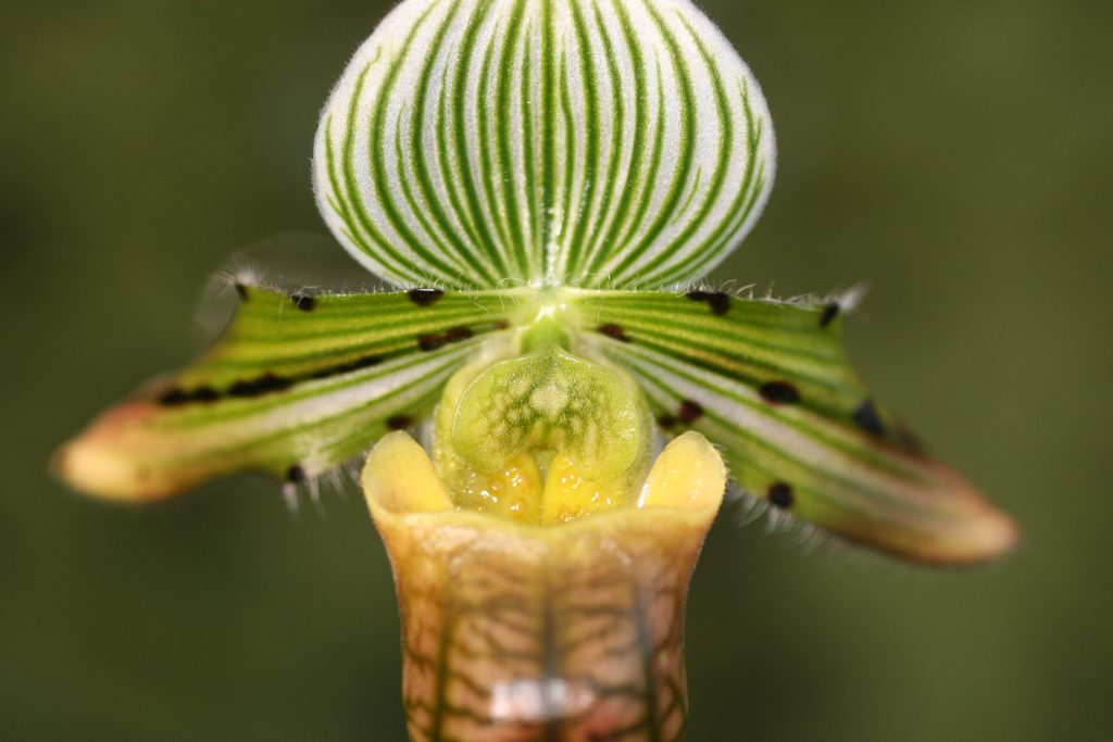 Paphiopedilum venustum (MM) 4