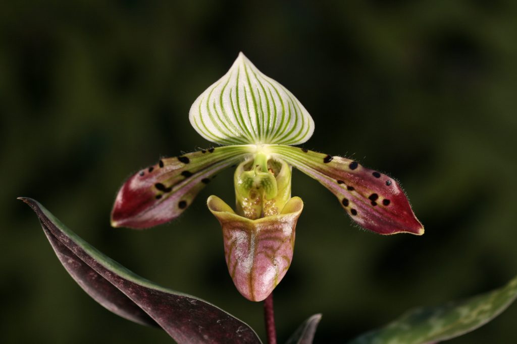 Paphiopedilum venustum var pardhanii 'Jo's Gift' x Fox catcher PAS0327 1