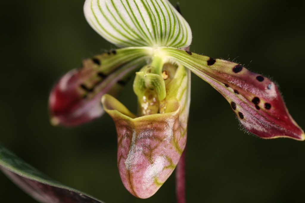 Paphiopedilum venustum var pardhanii 'Jo's Gift' x Fox catcher PAS0327 4