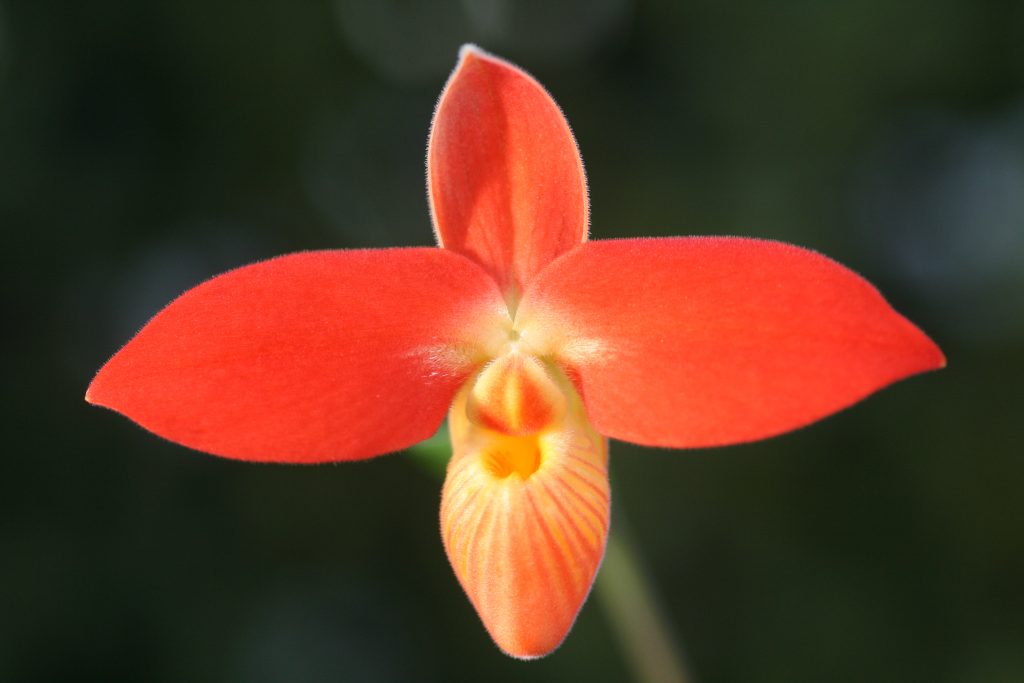 Phragmipedium Jersey 'Firestarter' EY11893 1