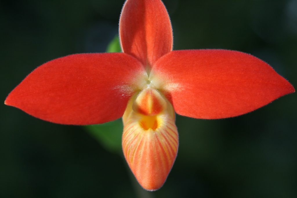 Phragmipedium Jersey 'Firestarter' EY11893 2